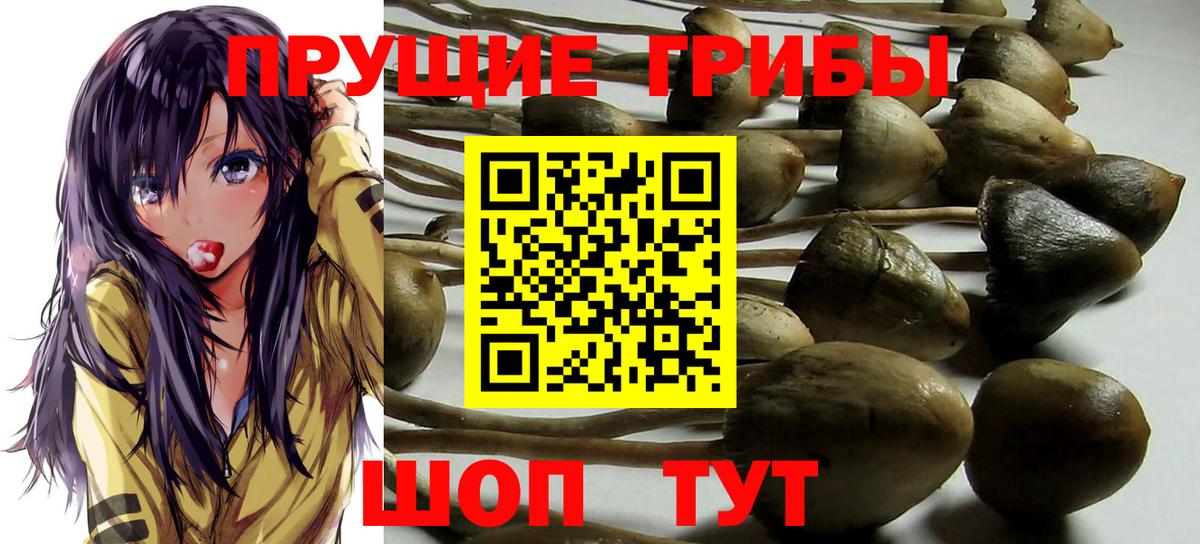 Тверь  Псилоцибиновые грибы Psilocybine cubensis  Псилоцибиновые грибы Psilocybine cubensis  Вход с VPN 